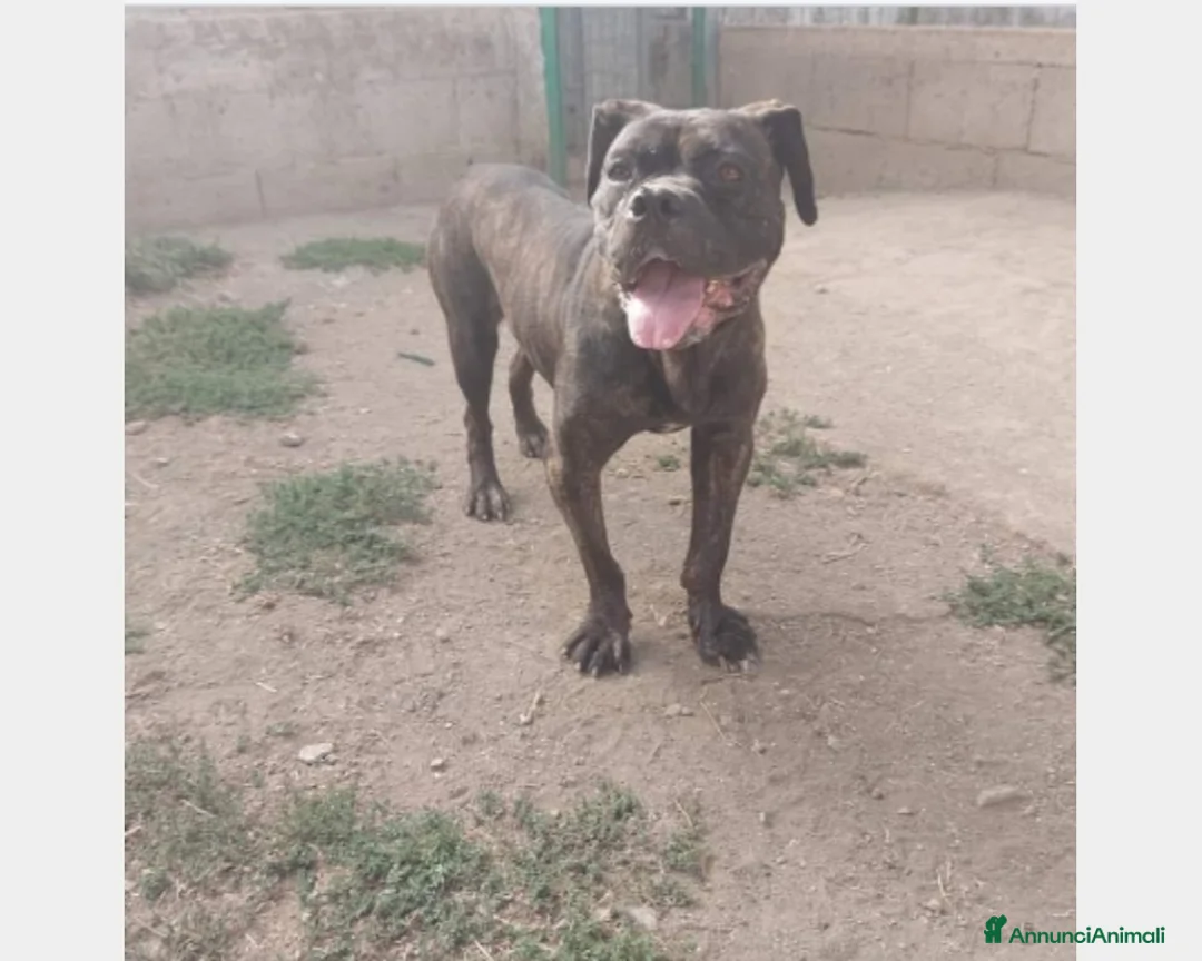 Meticcio cani in regalo: Mix Pit/Corso 2anni dolcissima finita in canile SA a Milano - Annuncio 2