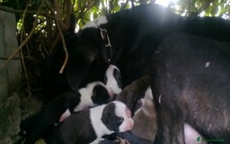 American Staffordshire cani in vendita: Allevamento Amstaff In Puglia Cuccioli in Italia a Provincia di Potenza - Annuncio 2