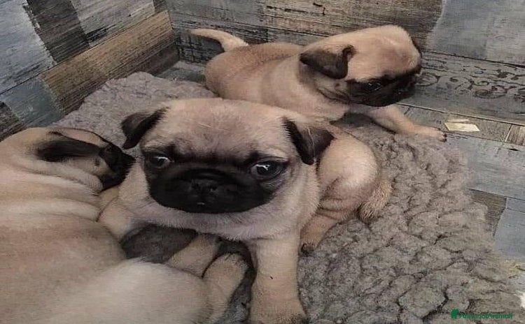 Carlino cani a Città metropolitana di Roma Capitale - Annuncio 1