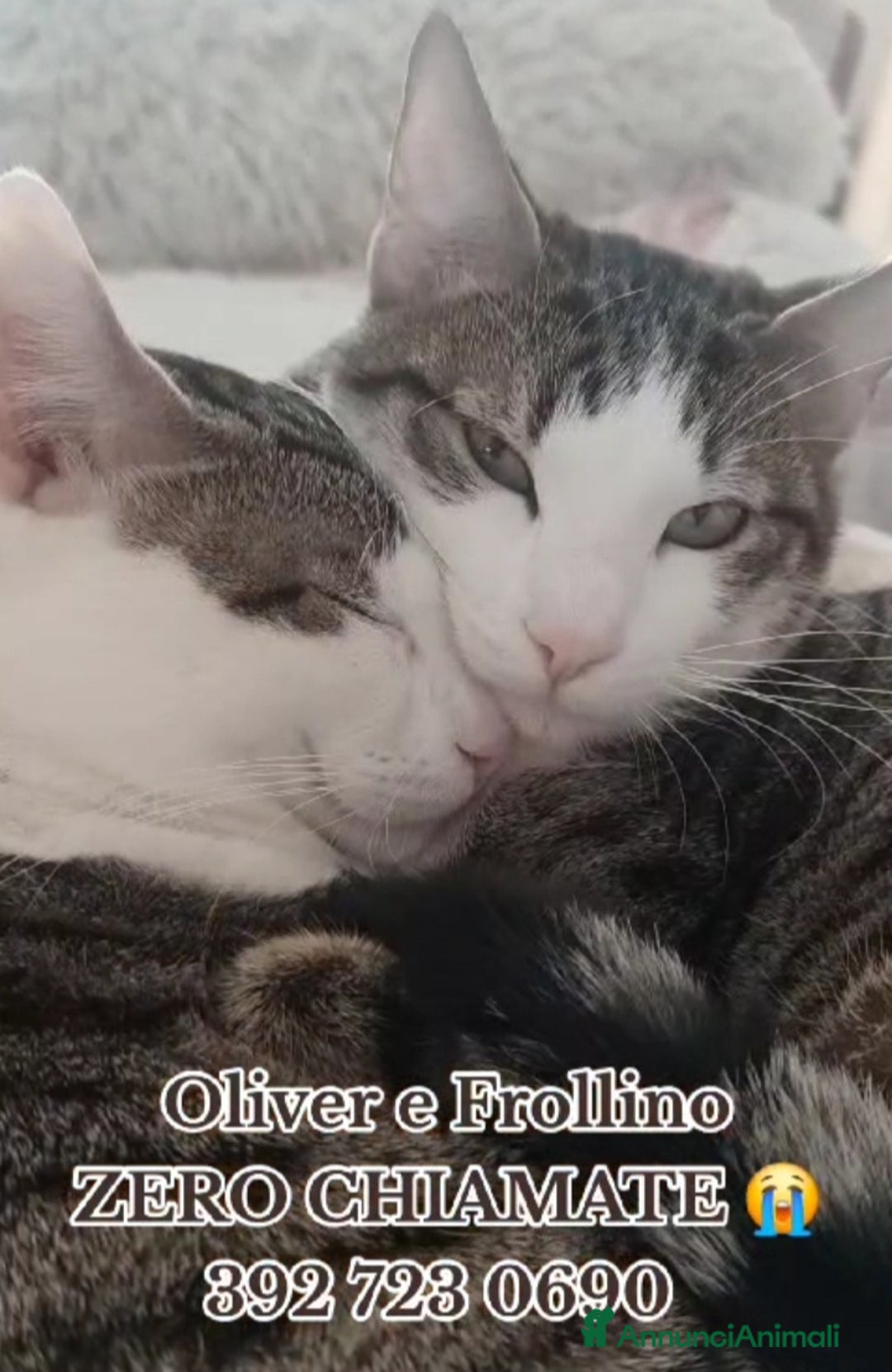 Europeo gatti in regalo: 2mici meravigliosi ed inseparabili. ROMA SOS CASA a Città metropolitana di Milano - Annuncio 1