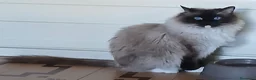 Ragdoll gatti in vendita: Cucciola Ragdoll con pedigree  - Annuncio 10