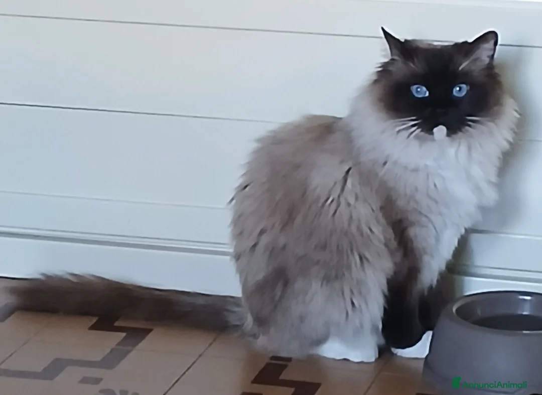 Ragdoll gatti in vendita: Cucciola Ragdoll con pedigree  - Annuncio 10