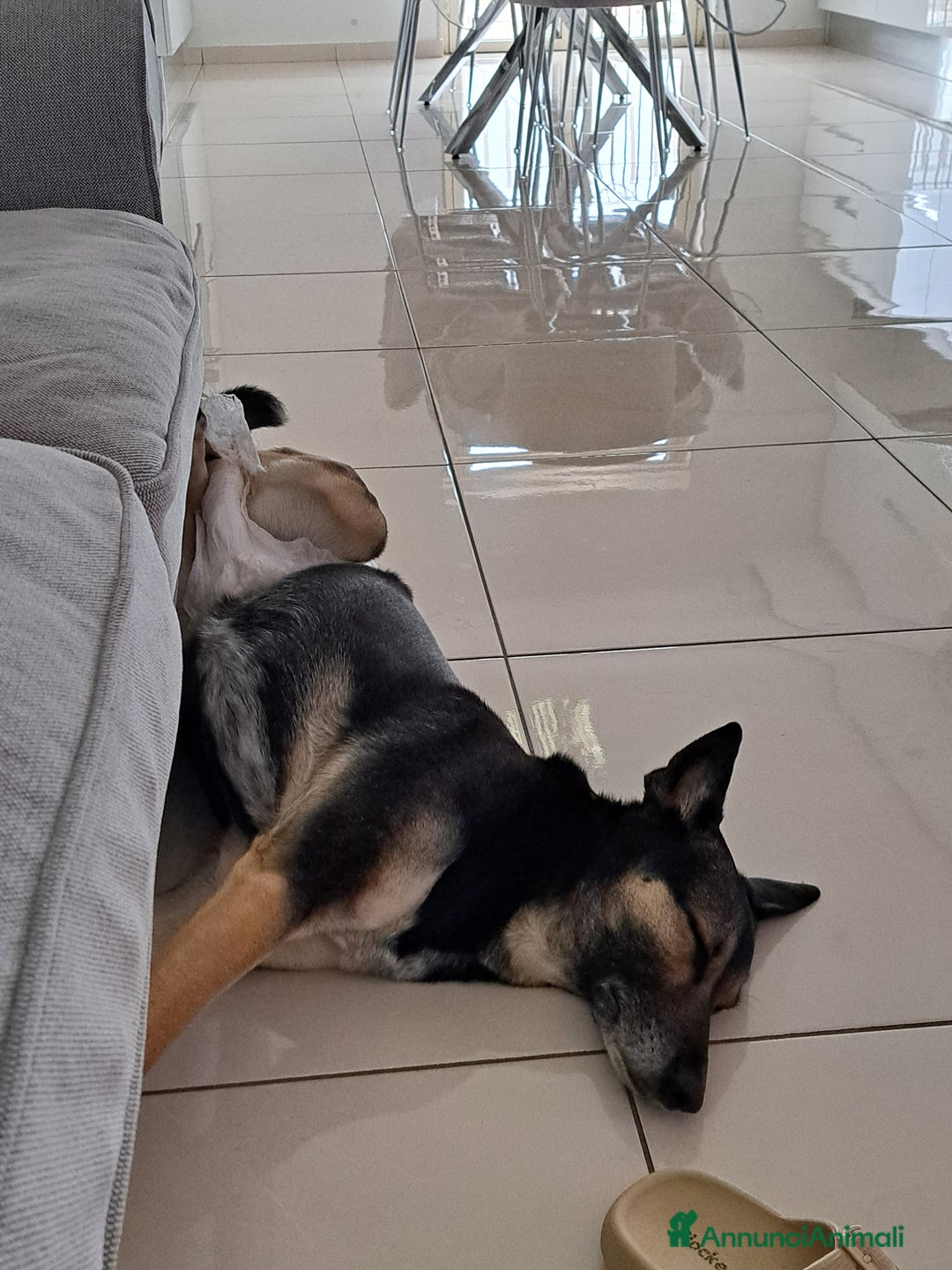 Meticcio cani in regalo: SHILA CERCA CASA (REGALO) a Città Metropolitana di Napoli - Annuncio 3