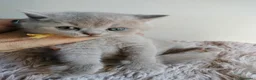 British gatti in vendita: British shorthair  - Annuncio 4