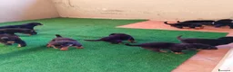 Rottweiler cani in vendita: Vendo cuccioli di Rottweiler  - Annuncio 6