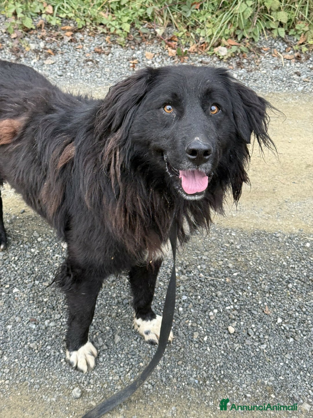 Meticcio cani in regalo: KUMBA, dolce cagnolone ignorato da tutti. - Annuncio 7