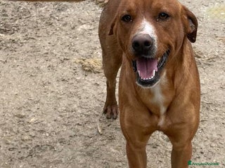 Meticcio cani OCCHIONI INVISIBILI - Annuncio 5