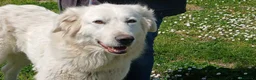 Meticcio cani in regalo: DILETTA LA BONTA' ASSOLUTA CERCA CASA, IN ADOZIONE - Annuncio 1