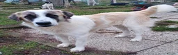 Meticcio cani in regalo: LUCA quanta solitudine a Provincia di Lucca - Annuncio 3