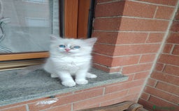Ragdoll gatti in vendita: Cucciola Ragdoll con pedigree  a Città Metropolitana di Torino - Immagine 4