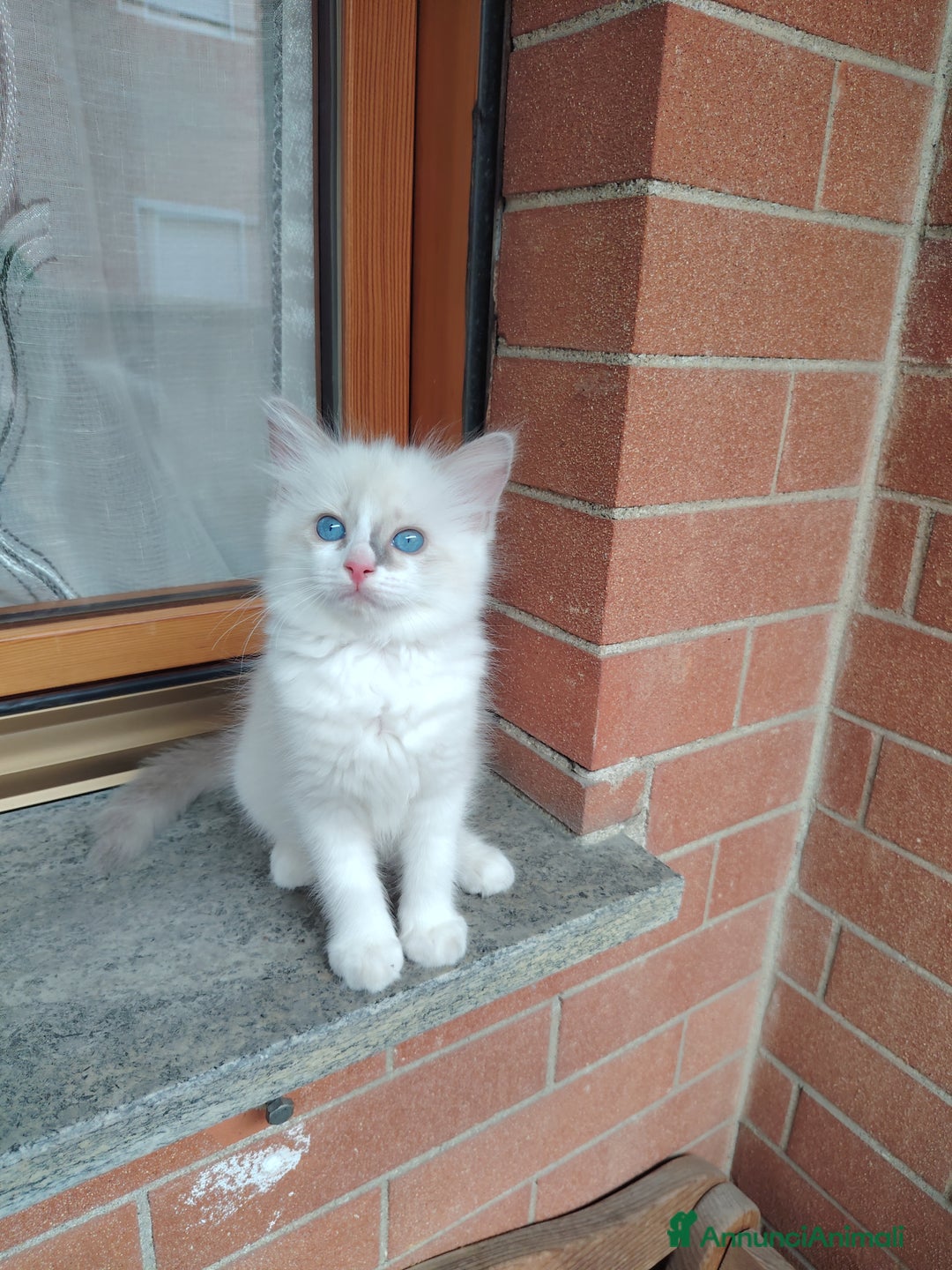 Ragdoll gatti in vendita: Cucciola Ragdoll con pedigree  a Città Metropolitana di Torino - Immagine 4