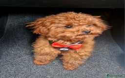 Barboncino Toy cani per accoppiamento: Barboncino per accopiamento  / monta - Immagine 4