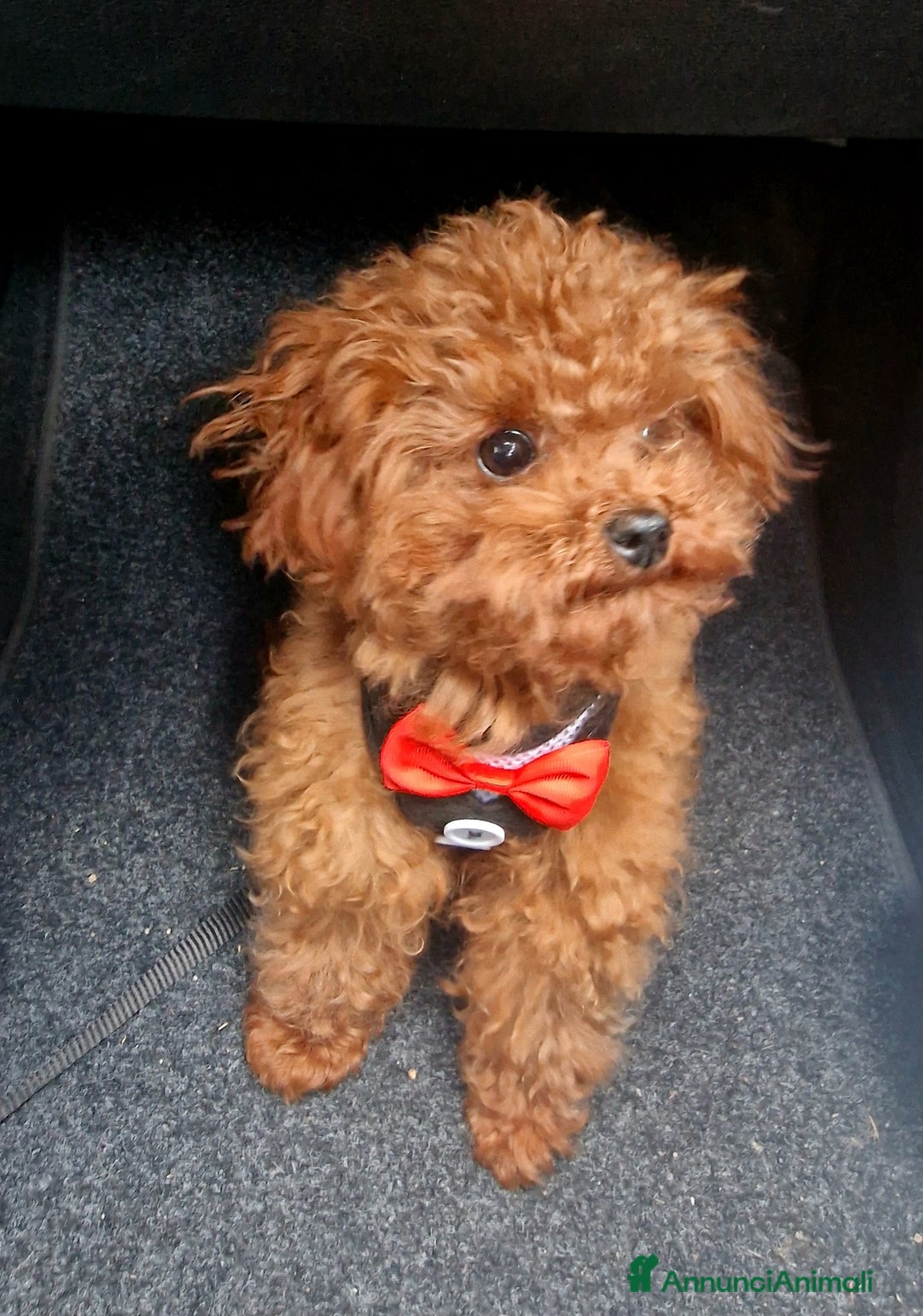 Barboncino Toy cani per accoppiamento: Barboncino per accopiamento  / monta - Immagine 4