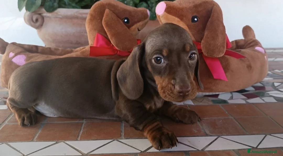 Bassotto cani in vendita: Bassotti con Pedigree Enci - Annuncio 1