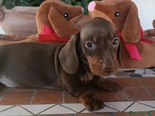 Bassotto cani Bassotti con Pedigree Enci - Annuncio 7