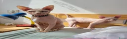 Sphynx gatti per accoppiamento: Gatto canadian Sphynx per accoppiamento  - Annuncio 5