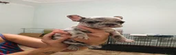 Bulldog Francese cani in vendita: Bulldog francese esotico  - Annuncio 3