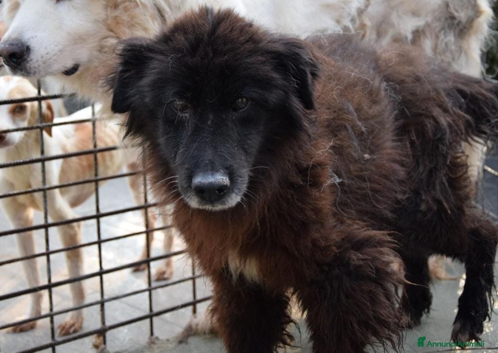 Altre razze cani UNCINO, adozione del cuore a Città metropolitana di Roma Capitale - Annuncio 30