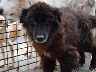 Altre razze cani UNCINO, adozione del cuore a Città metropolitana di Roma Capitale - Annuncio 30