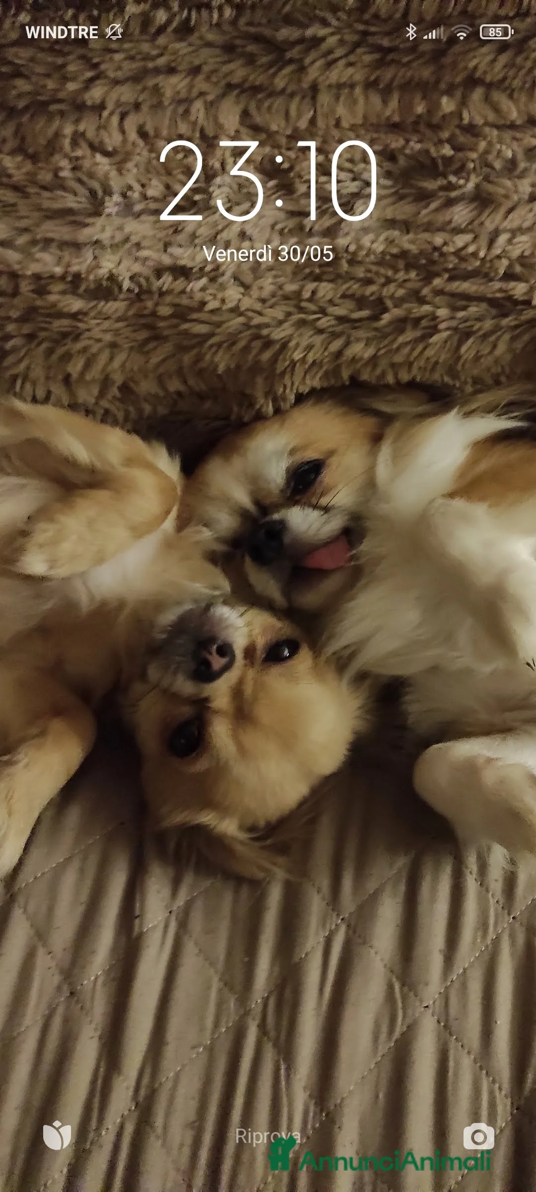 Chihuahua cani in vendita: Cucciola di Chihuahua a pelo lungo  - Annuncio 5