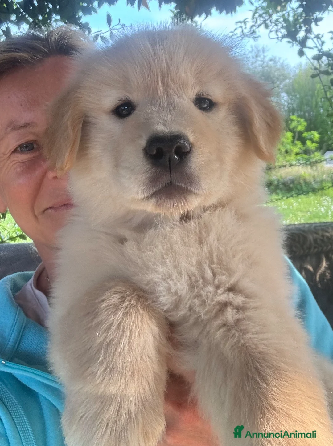 Golden Retriever cani in vendita: CUCCIOLA GOLDEN AMERICANO - Annuncio 1