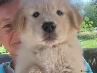 Golden Retriever cani CUCCIOLA GOLDEN AMERICANO - Annuncio 1