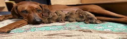 Rhodesian Ridgeback cani in vendita: Wid Gees Litter - Annuncio 1