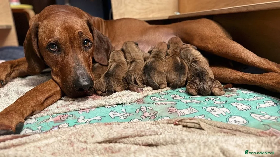Rhodesian Ridgeback cani in vendita: Wid Gees Litter - Annuncio 1
