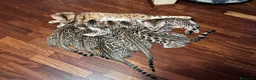 Bengala gatti in vendita: Cuccioli Bengala Jangaleecats - Annuncio 8