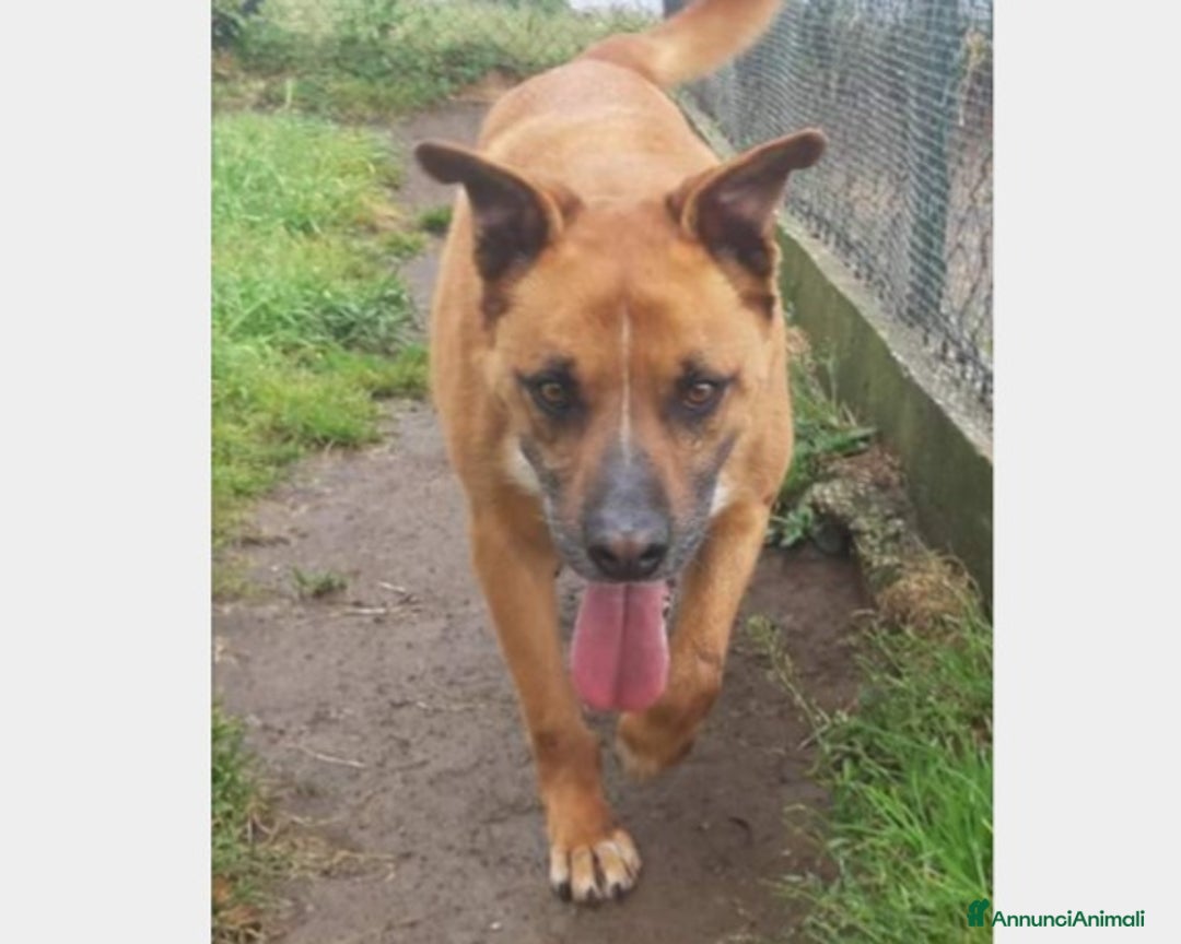 Meticcio cani in regalo: Flick, sostanza e dolcezza  a Roma - Annuncio 5