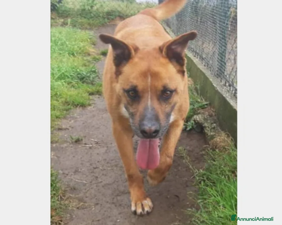 Meticcio cani in regalo: Flick, sostanza e dolcezza  a Roma - Annuncio 5