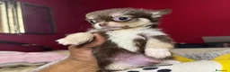 Chihuahua cani in vendita: due maschietti chihuahua pelo lungo pedigree enci  - Annuncio 6