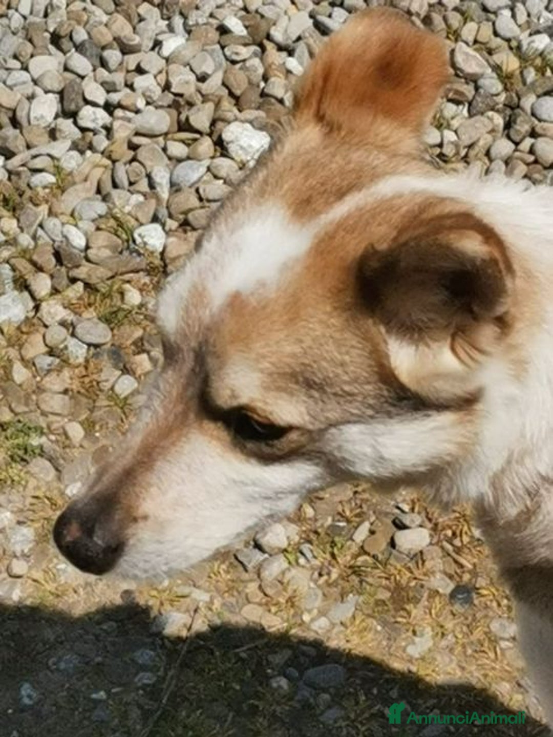 Meticcio cani in regalo: LUNA dolce affettuosa piccoletta - Annuncio 2