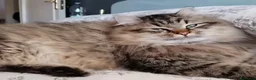 Siberiano gatti in vendita: SIBERIANA GATTA IPOALLERGENICA - Annuncio 4