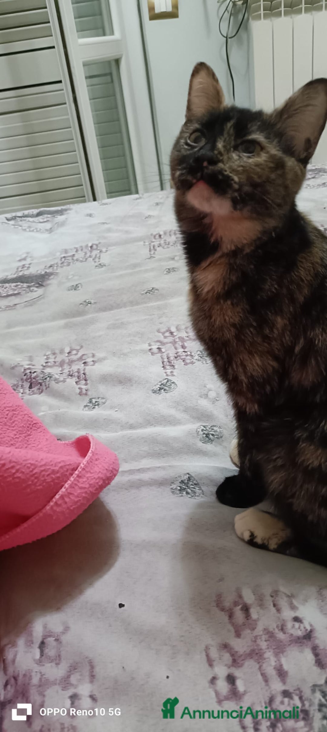 Altre razze gatti in regalo: GATTINA - Annuncio 4