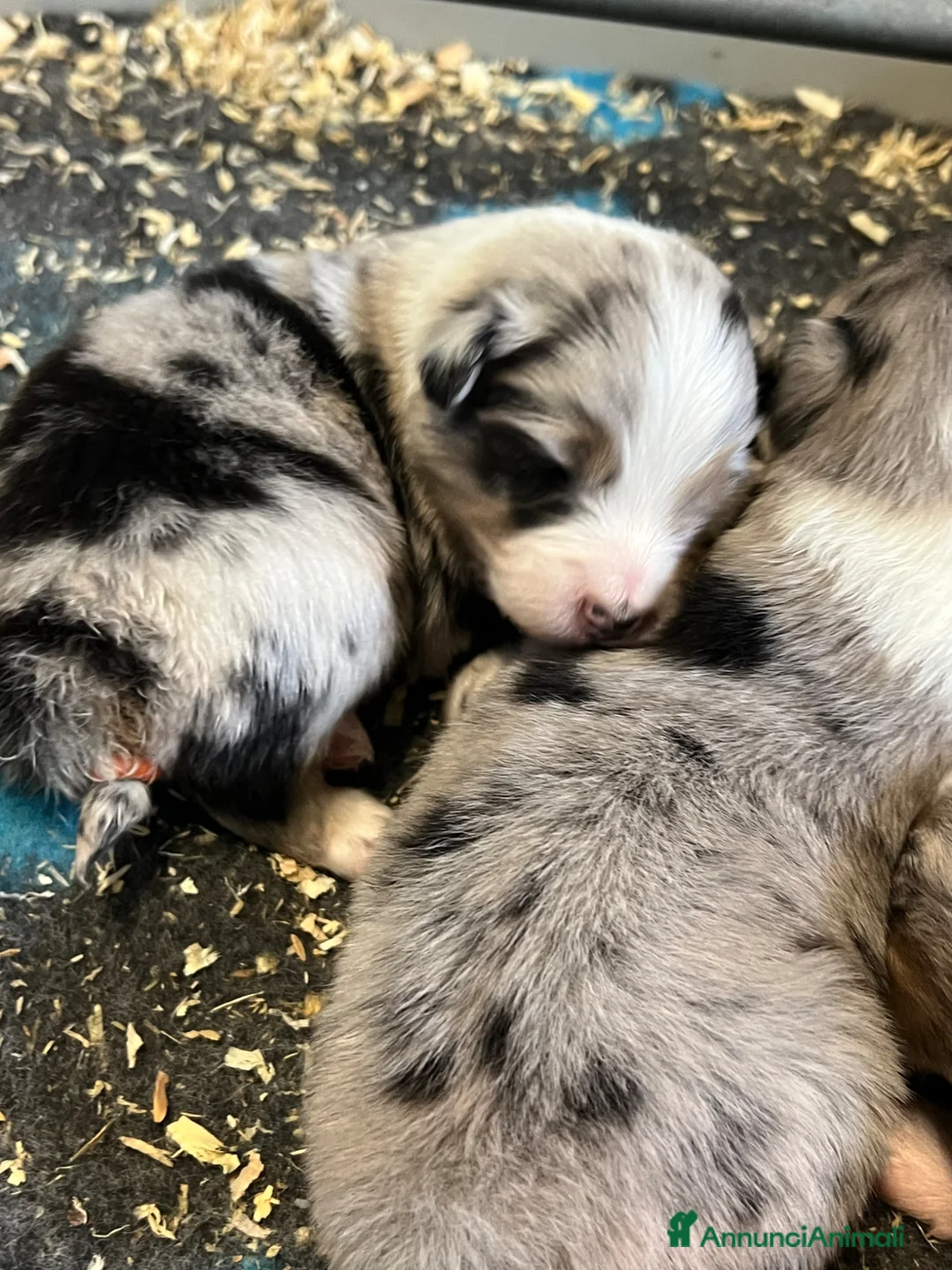 Australian Shepherd cani in vendita: Pastore Australiano cuccioli disponibili  - Annuncio 2