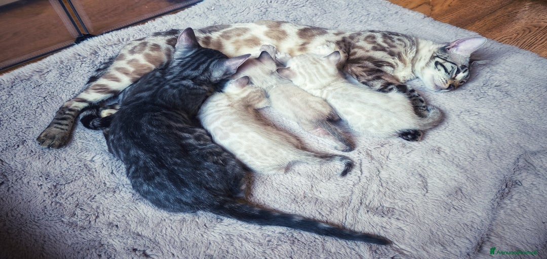 Immagine della galleria {{count}}