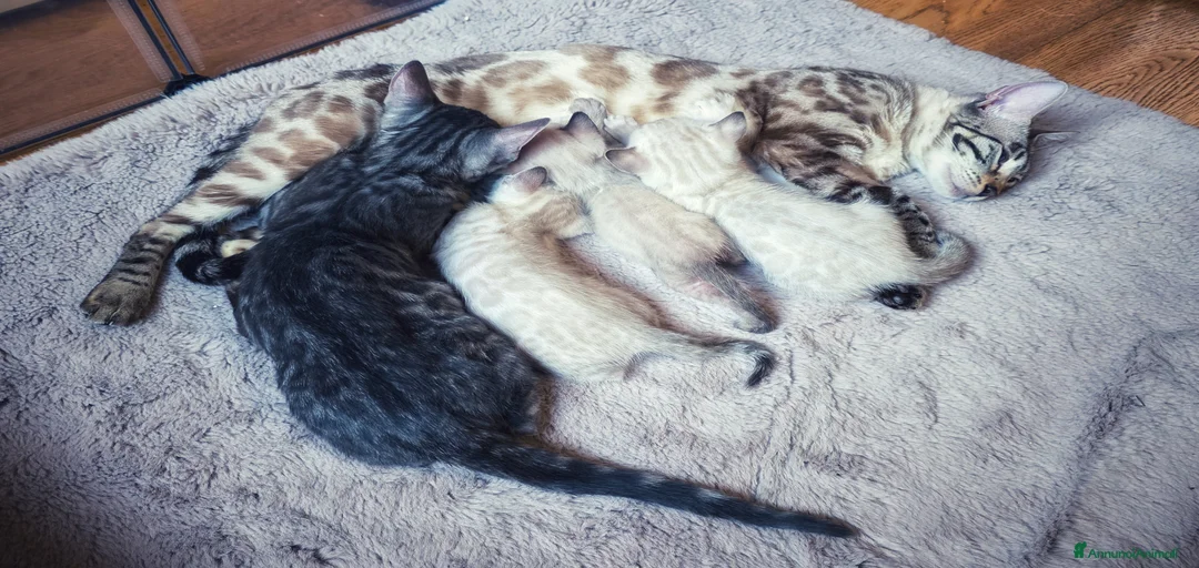 Immagine della galleria {{count}}