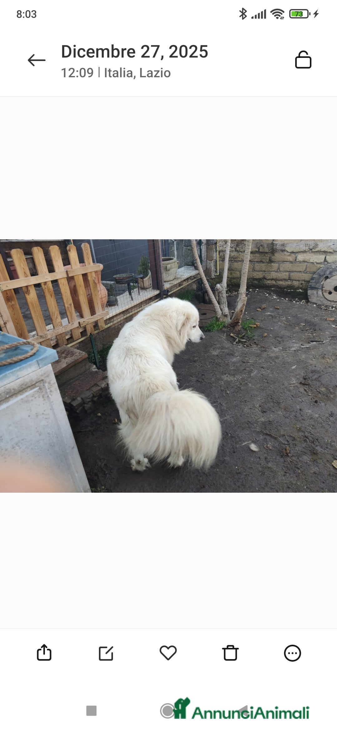 Pastore Maremmano cani in regalo: Pastore maremmano  - Annuncio 2