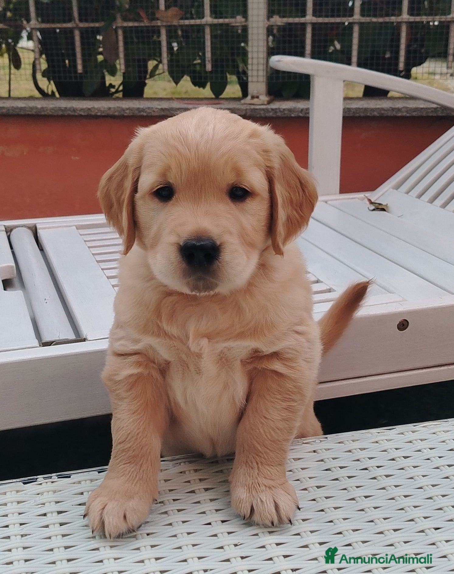 Golden Retriever cani Disponibili 2 cucciole golden Retriever - Annuncio 6