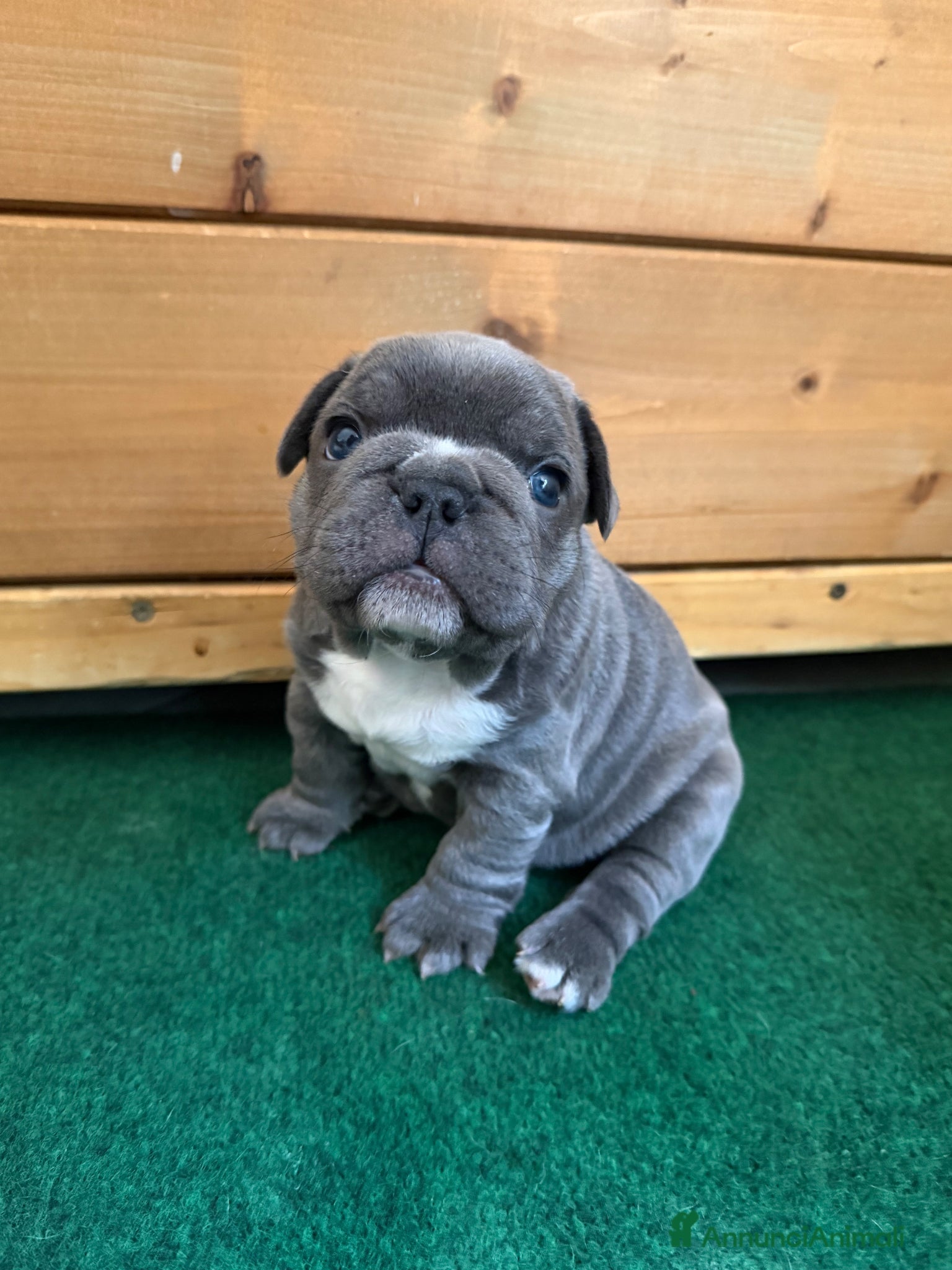 Bulldog Francese cani Bulldog francese  - Annuncio 20