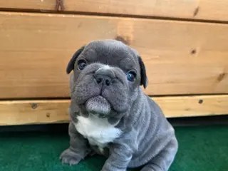 Bulldog Francese cani Bulldog francese - Annuncio 1