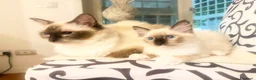 Ragdoll gatti in vendita: Bellissimo cucciolo di ragdoll - Annuncio 3