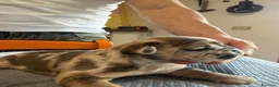 Bulldog Francese cani in vendita: bulldog francese bulldog animali  - Annuncio 13