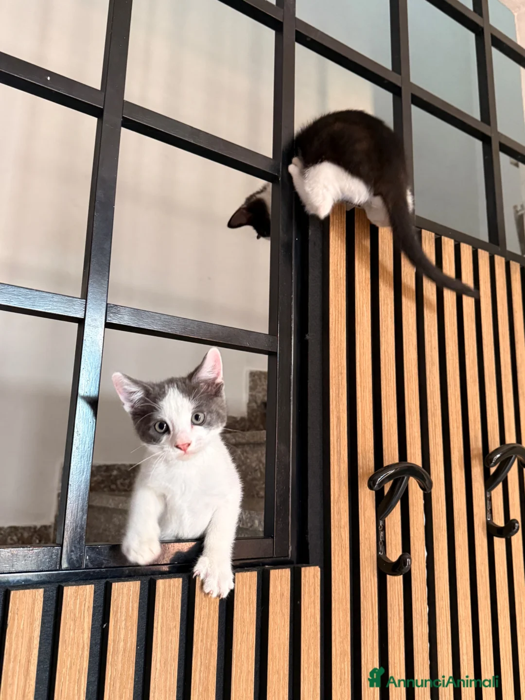 Altre razze gatti in regalo: Gattini in regalo  - Annuncio 1