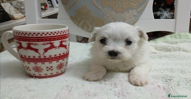 Maltese cani - Annuncio 14