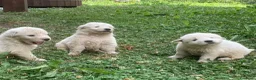 Pastore Abbruzzese Maremmano cani in vendita: Vendita cucciolo Pastore Maremmano  - Annuncio 7