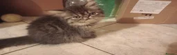 Persiano gatti in vendita: Cuccioli di persiani a pelo lungo a Provincia di Chieti - Annuncio 2