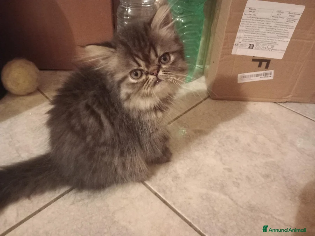 Persiano gatti in vendita: Cuccioli di persiani a pelo lungo a Provincia di Chieti - Annuncio 2
