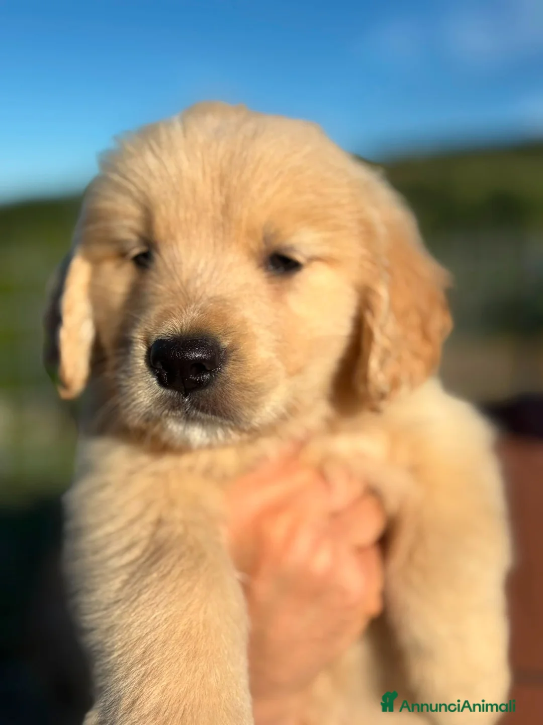 Golden Retriever cani in vendita: Golden Retriever  - Annuncio 5